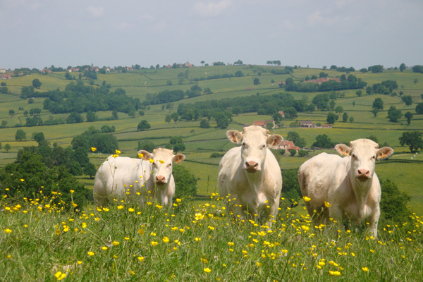 Ferme auberge des Collines - Champs et vaches