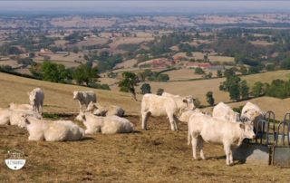 Les charolaises dans le pré